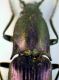 Ctenicera 011.JPG