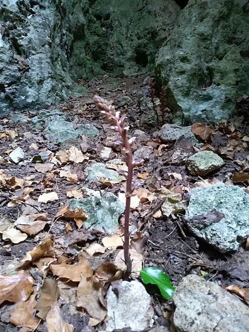 orobanche.jpg