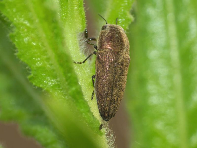 Buprestidae.JPG