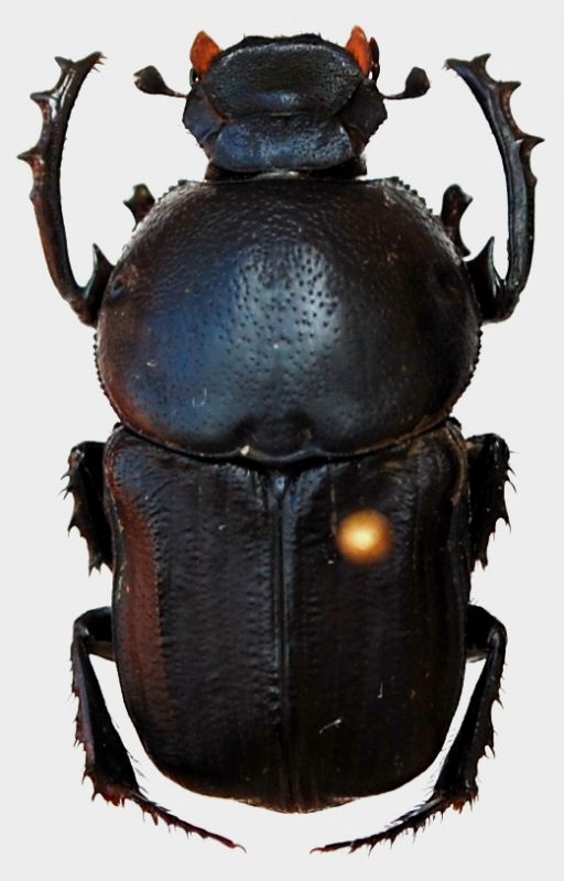 Cheironitis furcifer  (Rossi, 1792).JPG