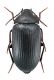 Comb2754-23zL6cr.jpg
