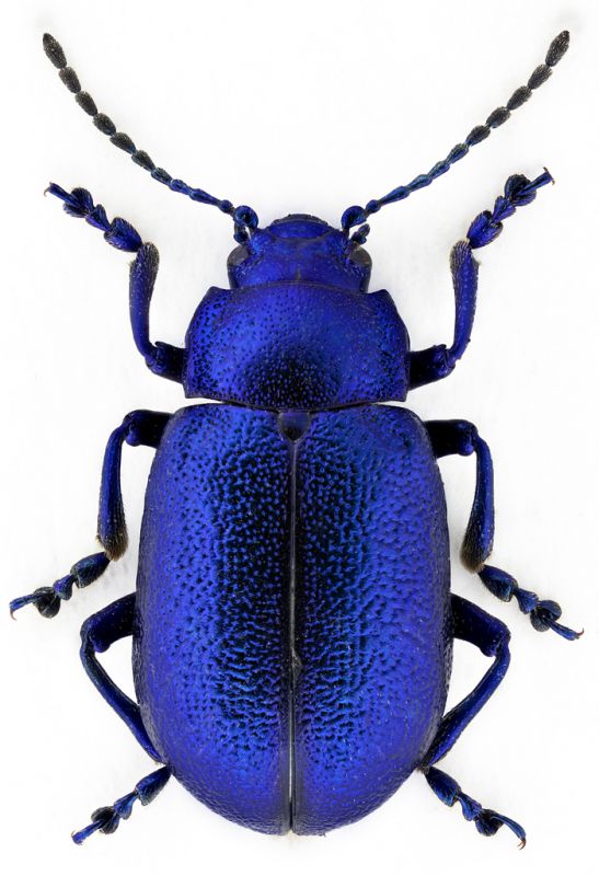 Oreina-cf-caerulea.jpg