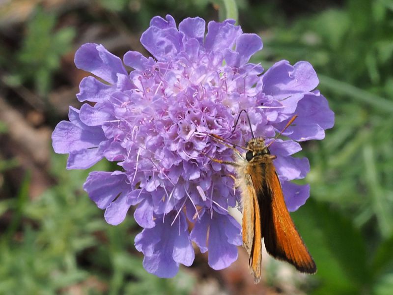 Thymelicus_lineola_Scabiosa_columbaria (1).jpg