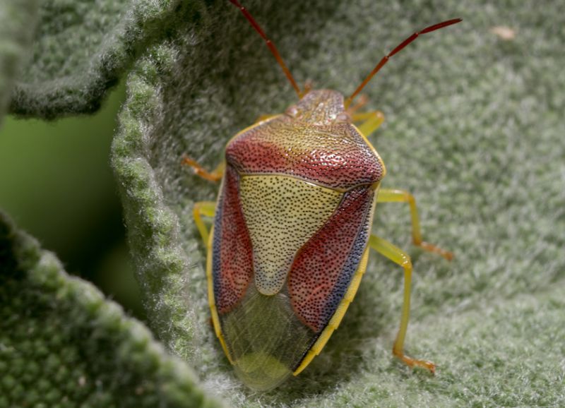 Dolycoris baccarum1 .jpg