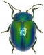 Chrysolina_Cineto_24-VI-2010.jpg