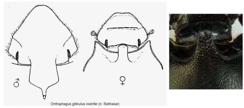 Onthophagus gibbulus rostrifer.jpg