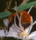 Bombus pascuorum012mod.jpg