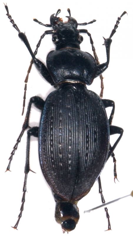 Carabus goryi .jpg