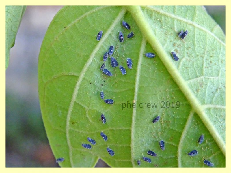 probabile Aleurocanthus spiniferus circa 1,5 mm. - Roma - Tuscolana - 9.7.2019 - (4).JPG