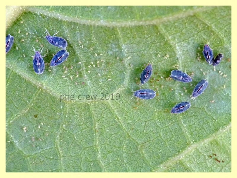 probabile Aleurocanthus spiniferus circa 1,5 mm. - Roma - Tuscolana - 9.7.2019 -.JPG