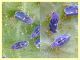 probabile Aleurocanthus spiniferus circa 1,5 mm. - Roma - Tuscolana - 9.7.2019 - (2).JPG