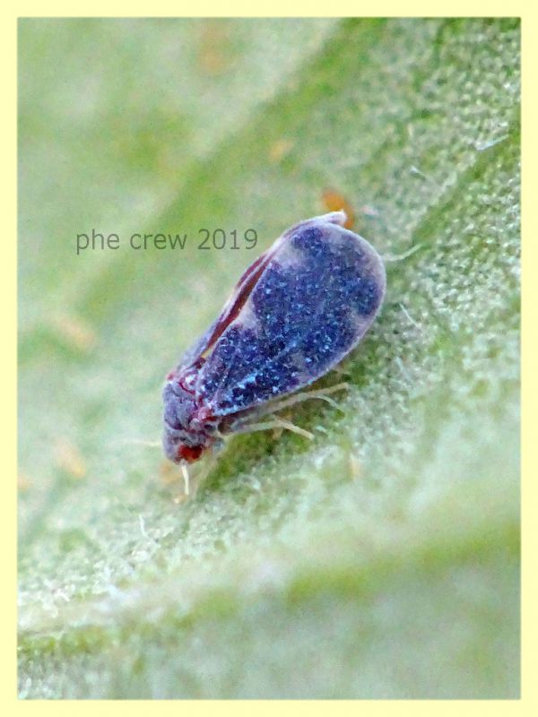 probabile Aleurocanthus spiniferus circa 1,5 mm. - Roma - Tuscolana - 9.7.2019 - (3).JPG