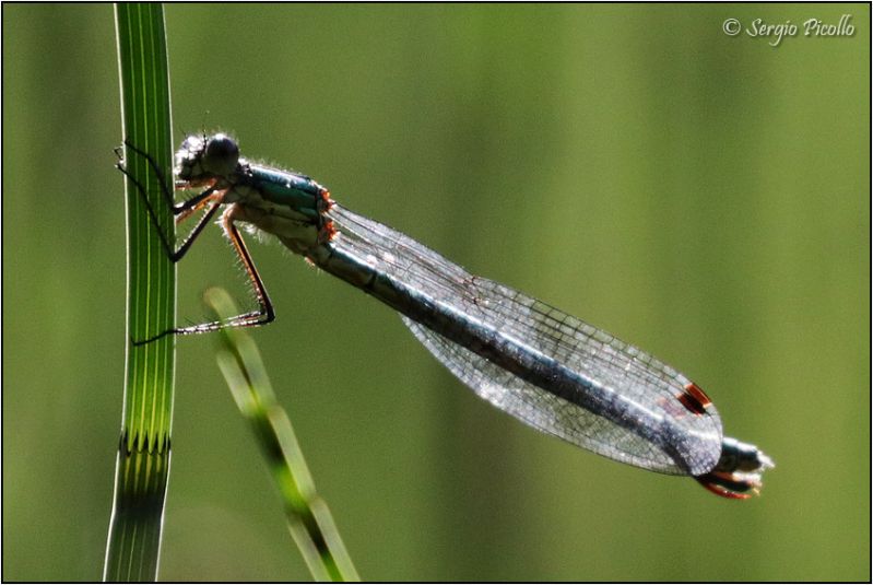 Odonata-sp-20190721-006-JOGf.jpg