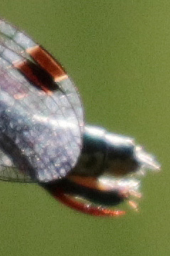 Odonata-sp-20190721-006-JVW.jpg