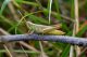 DSC_3705-2.jpg