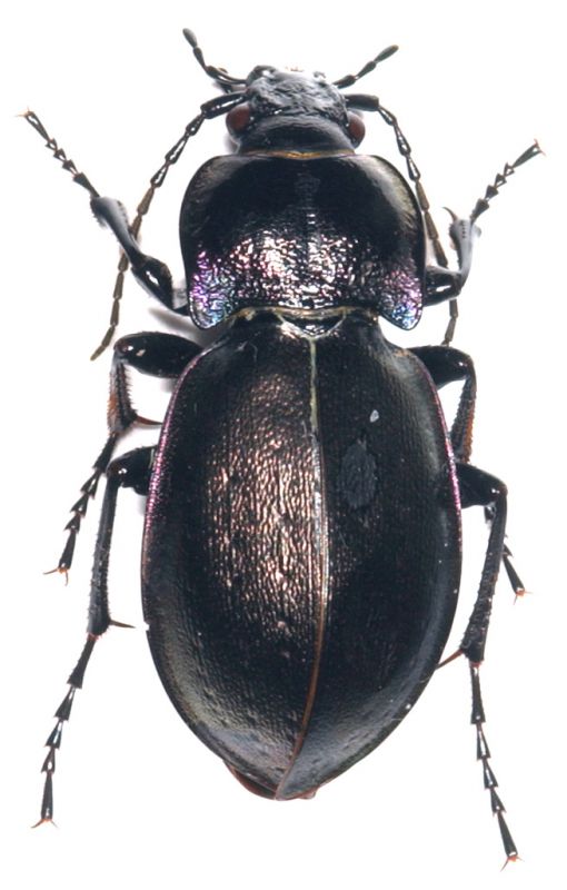 Archicarabus nemoralis .jpg