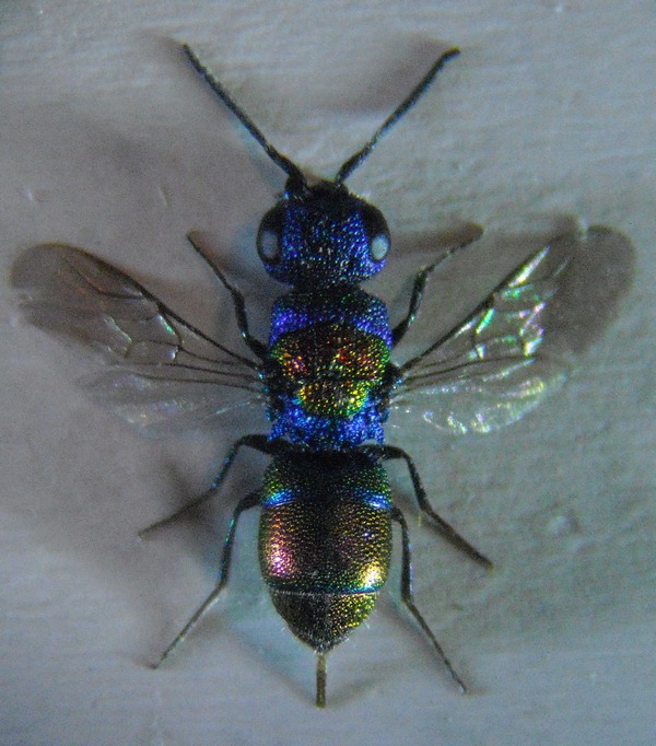 Chrysis gr. leachii 005 A.jpg