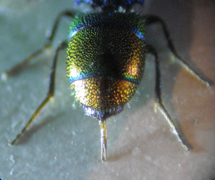 Chrysis gr. leachii 010 A.jpg