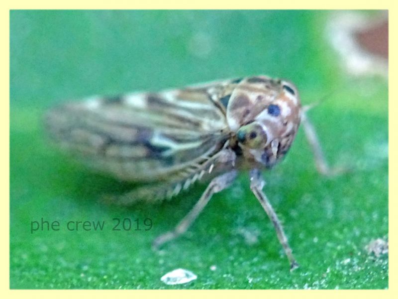probabile Cicadellidae - Roma - Caffarella - 14.7.2019 - (2).JPG