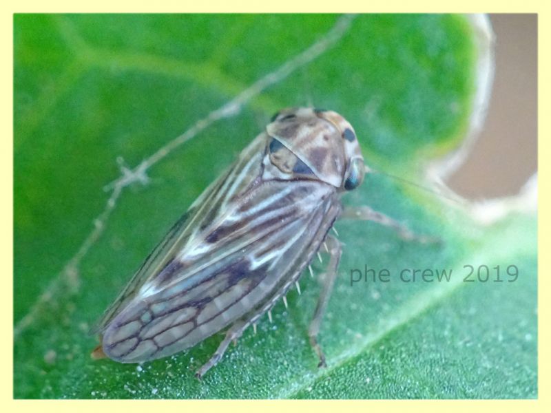 probabile Cicadellidae - Roma - Caffarella - 14.7.2019 - (1).JPG