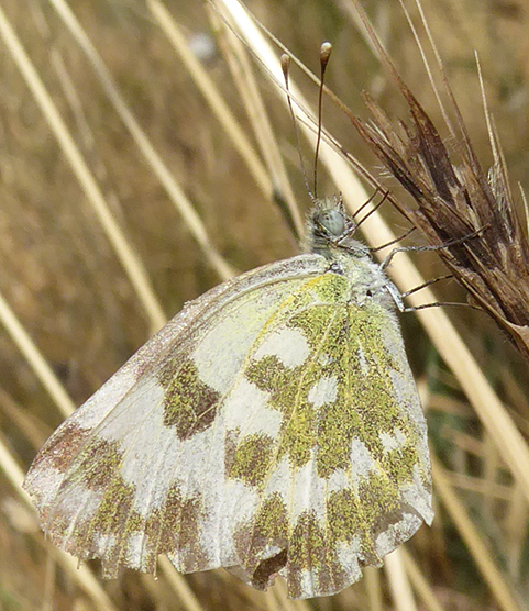 Unidentified_little_butterfly_St_Francis'_Way_01.jpg