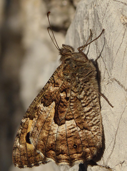 Unidentified_butterfly_Poreta.jpg