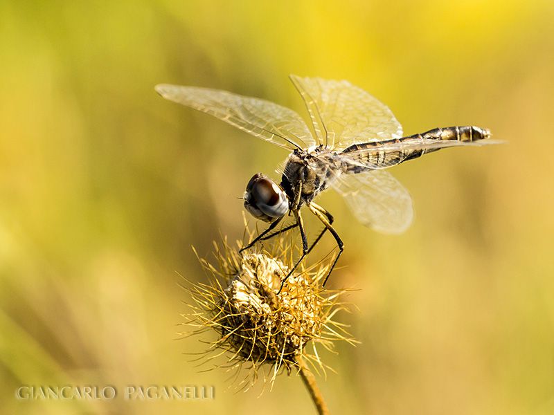 selysiothemis_nigra_s_8075.jpg