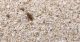 6 NINFA NYSIUS FORSE NO.jpg