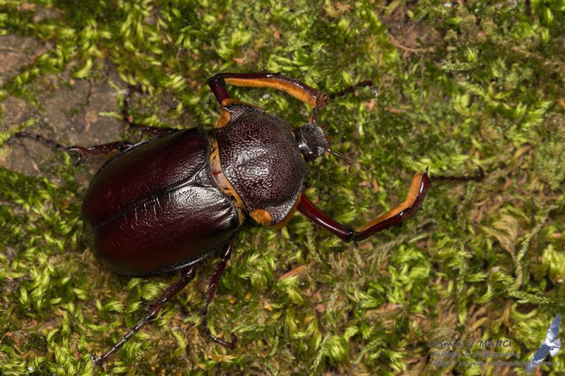 IMG_0175_Propomacrus_bimucronatus_s.jpg