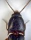oedemeridae 041.JPG