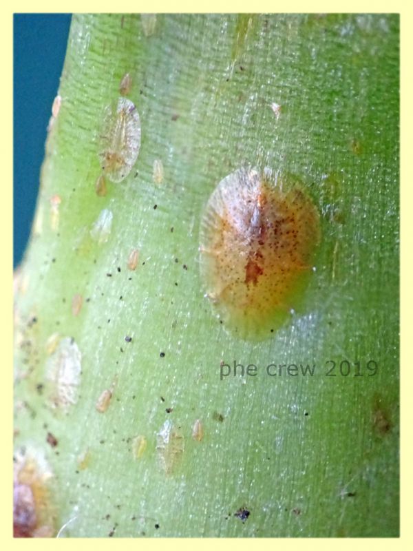 su Agave americana marginata - 3 mm  - Anzio - 29.7.2019 -  (1).JPG