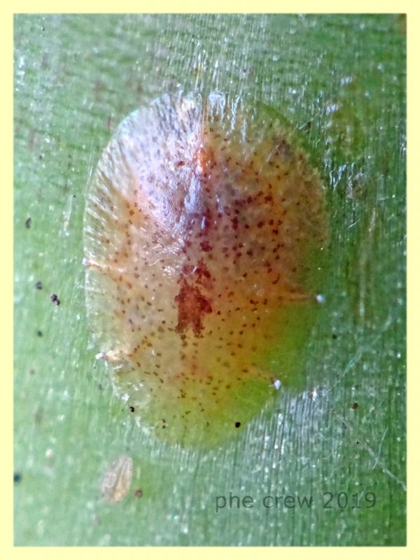 su Agave americana marginata - 3 mm  - Anzio - 29.7.2019 -  (2).JPG