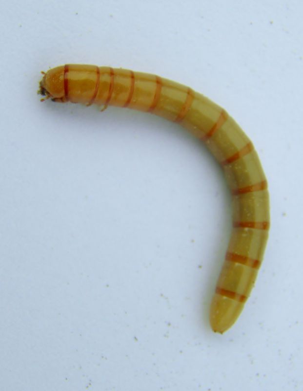 larva elateride 001.JPG