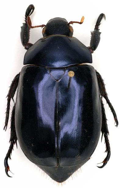 Rutelinae from South America.JPG