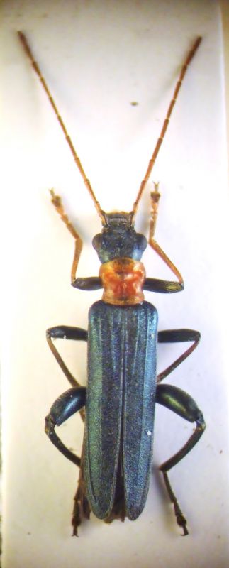 Oedemera croceicollis 003.JPG