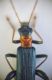 Oedemera croceicollis 004.JPG