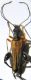 Oedemera podagrariae 001.JPG