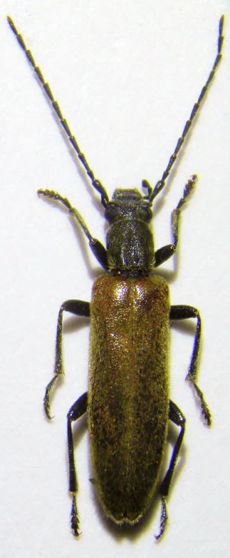 S. testaceus 004.JPG