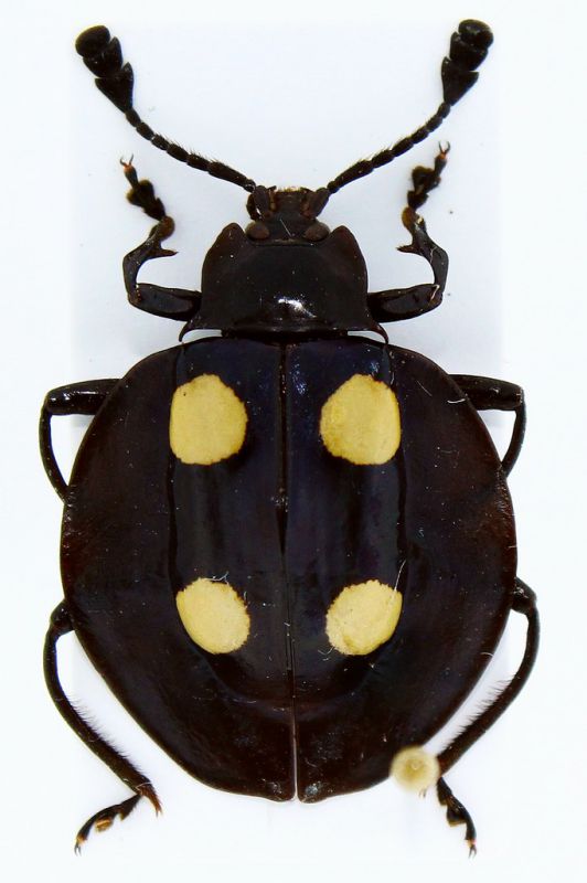 Eumorphus marginatus.JPG
