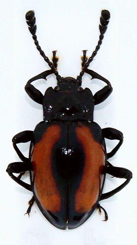 Gerstaeckerus rufiplagiatus.JPG