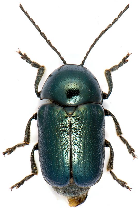 Cryptocephalus-leonhardi.jpg