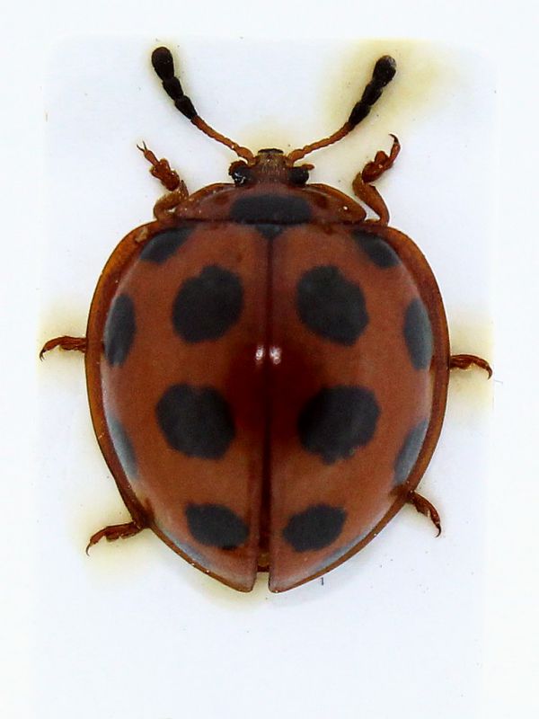 Cyclotoma coccinellina.JPG