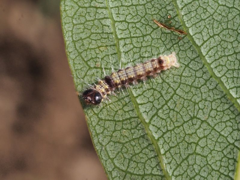 Clostera_curtula -  larva (1).jpg