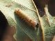 Clostera_curtula -  larva_dopo_muta.jpg