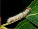 Clostera_curtula -  larva (3).jpg