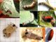 Clostera_curtula - ciclo.jpg