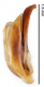 Bez názvu.png