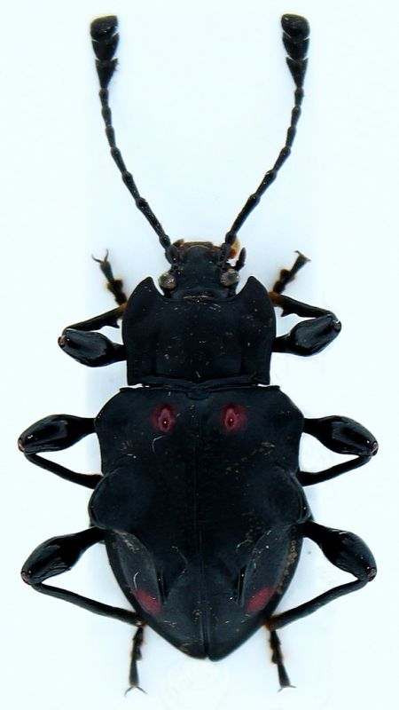 Cacodaemon tuberifer.JPG