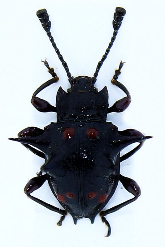 Cacodaemon hystricosus.JPG