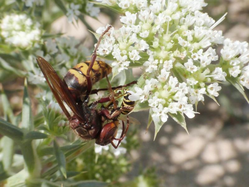 calabrone preda Polistes e.jpg